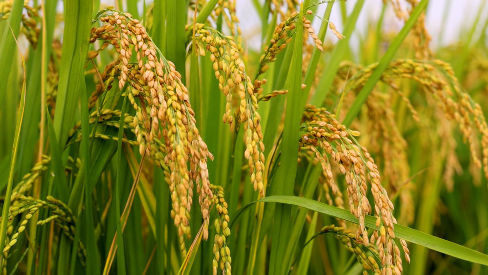 [组图]“农民院士”朱有勇：向旱作水稻要口粮 第 2 张